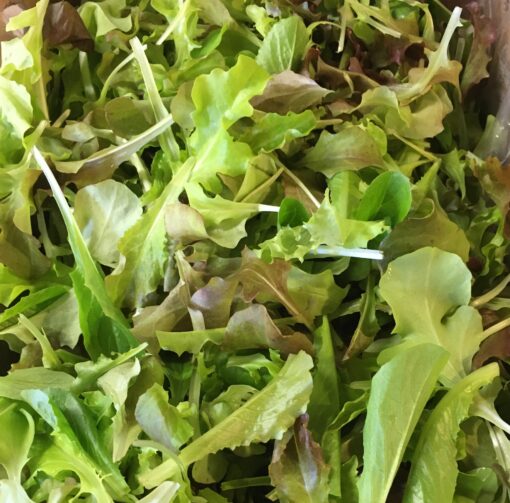 Baby Lettuce Mix