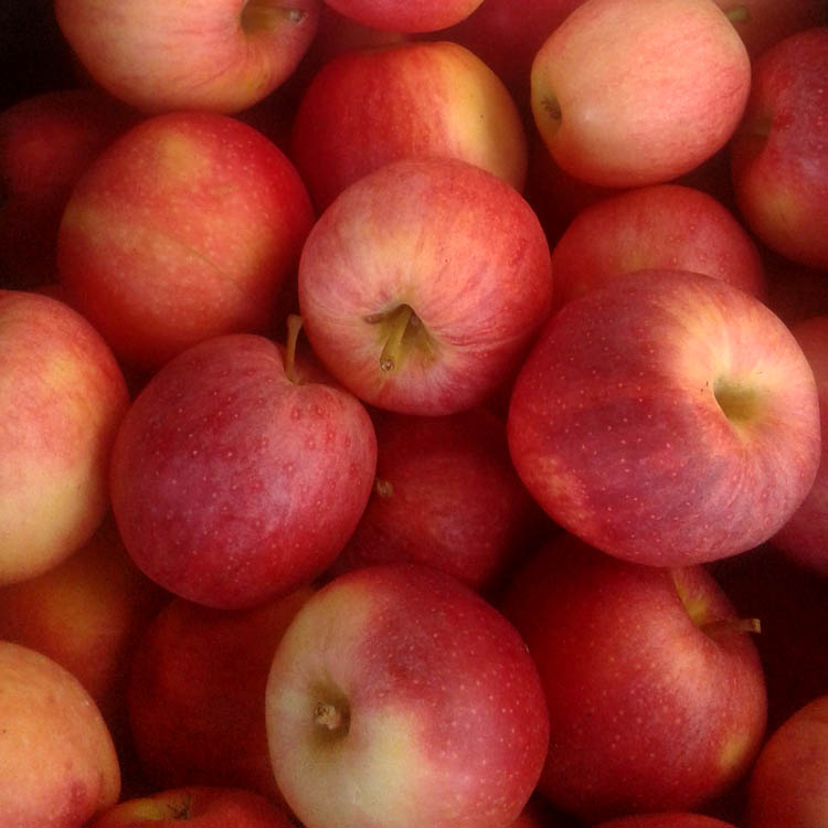 Gala Apples (Local - Not Organic)