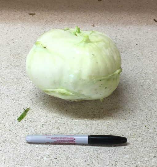 large-kohlrabi