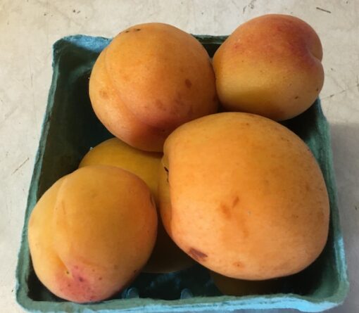 Apricots