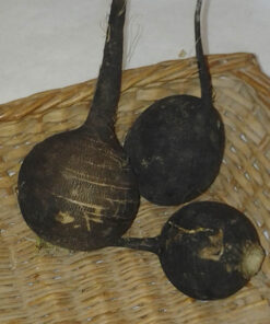 black_spanish_radish