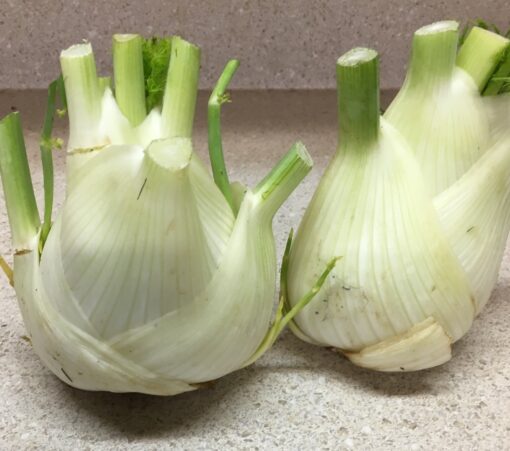 fennel-bulbs