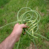 garlic scapes