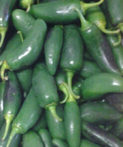 Jalapeno