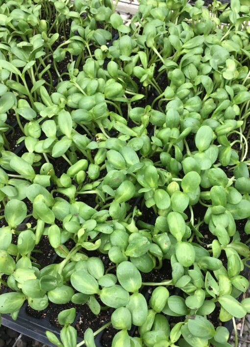 Micro Sunflower Shoots - Image 2