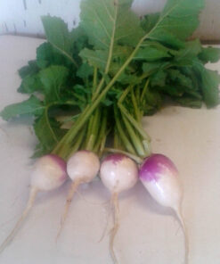 Purple top turnips