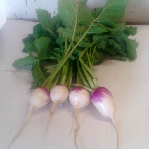 Purple top turnips