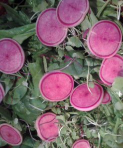 watermelon_radishes