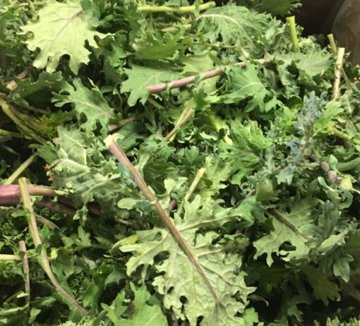 Young Red Kale