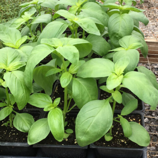 Sweet Basil