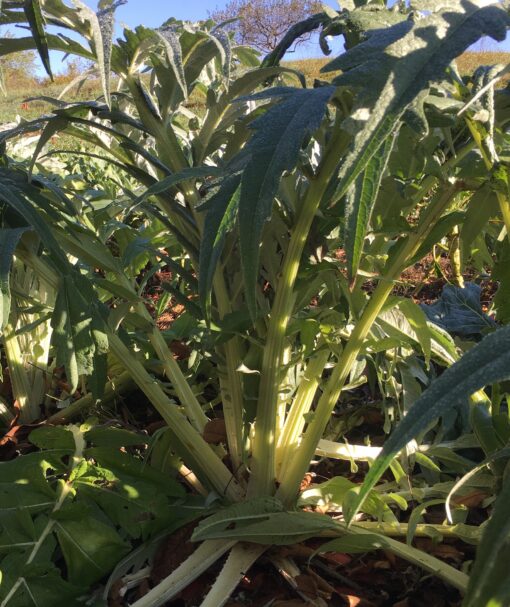 cardoon