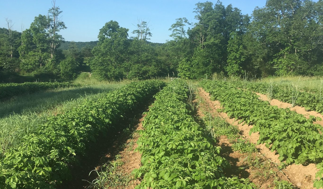 potato field