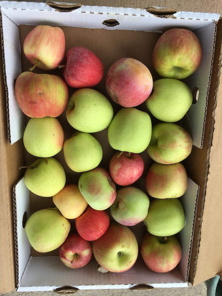 Produce - Mcintosh Apples LB