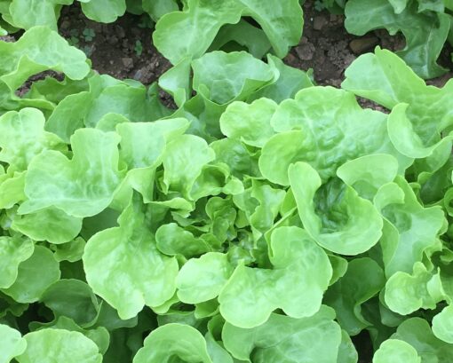 Oak Leaf Lettuce