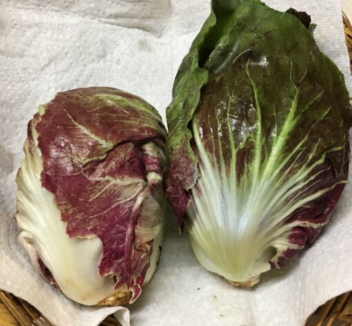 Radicchio