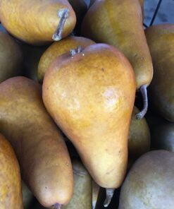 Bosc pears