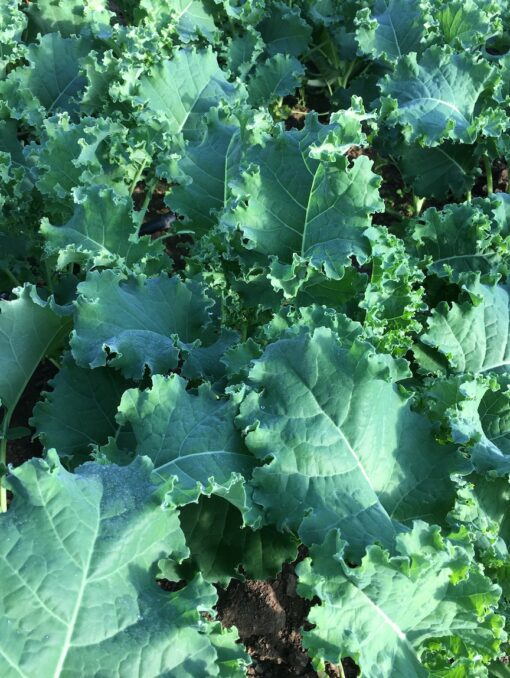 Young Green Kale