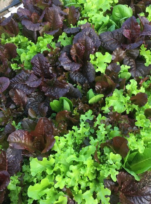 Tender Young Lettuce Mix