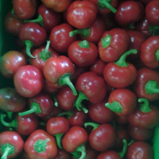 cherry bomb hot peppers