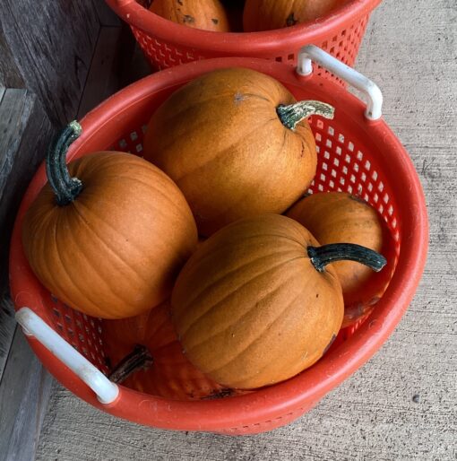 pumpkins