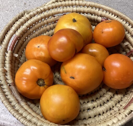 yellow tomatoes