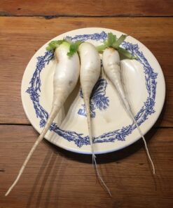 Daikon radish