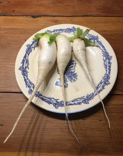 Daikon radish